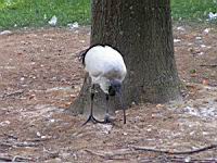 Ibis sacre, Threskiornis aethiopicus (Photo F. Mrugala) (02)